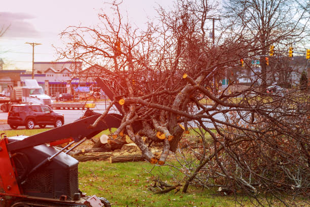 Best Storm Damage Tree Cleanup  in Troy, MI