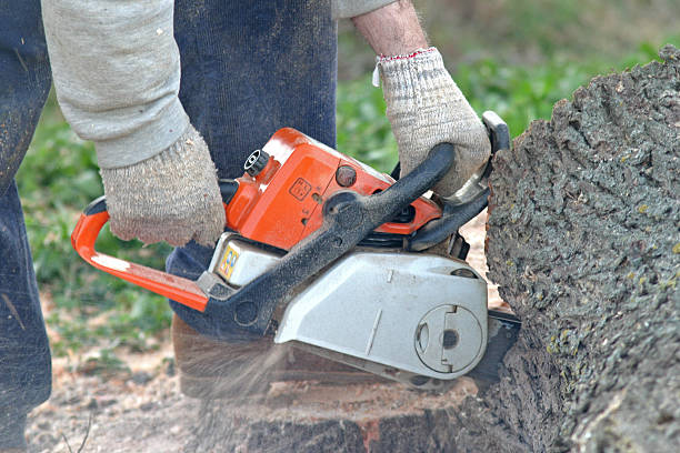 Best Palm Tree Trimming  in Troy, MI