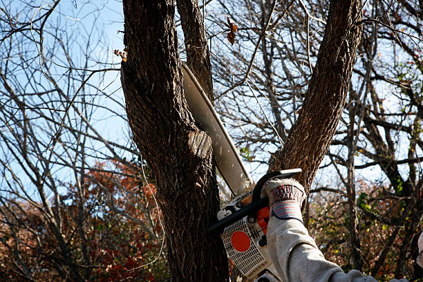 Best Tree and Shrub Care  in Troy, MI