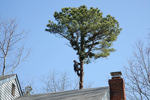 How Our Tree Care Process Works  in  Troy, MI